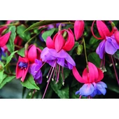 Fuchsia Shadowdancer / Korai fukszia