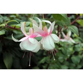 Fuchsia Hanging Varieties / Csüngő növésű fukszia