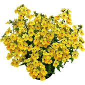 Nemesia / Vörösbegyvirág