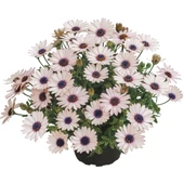 Osteospermum / Cseppecskevirág