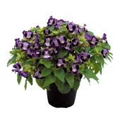 Torenia / Torénia