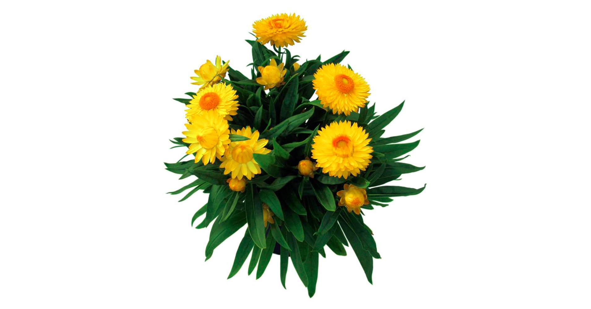 Bracteantha Totally Yellow / Szalmarózsa - Muskátli- és balkonnövények