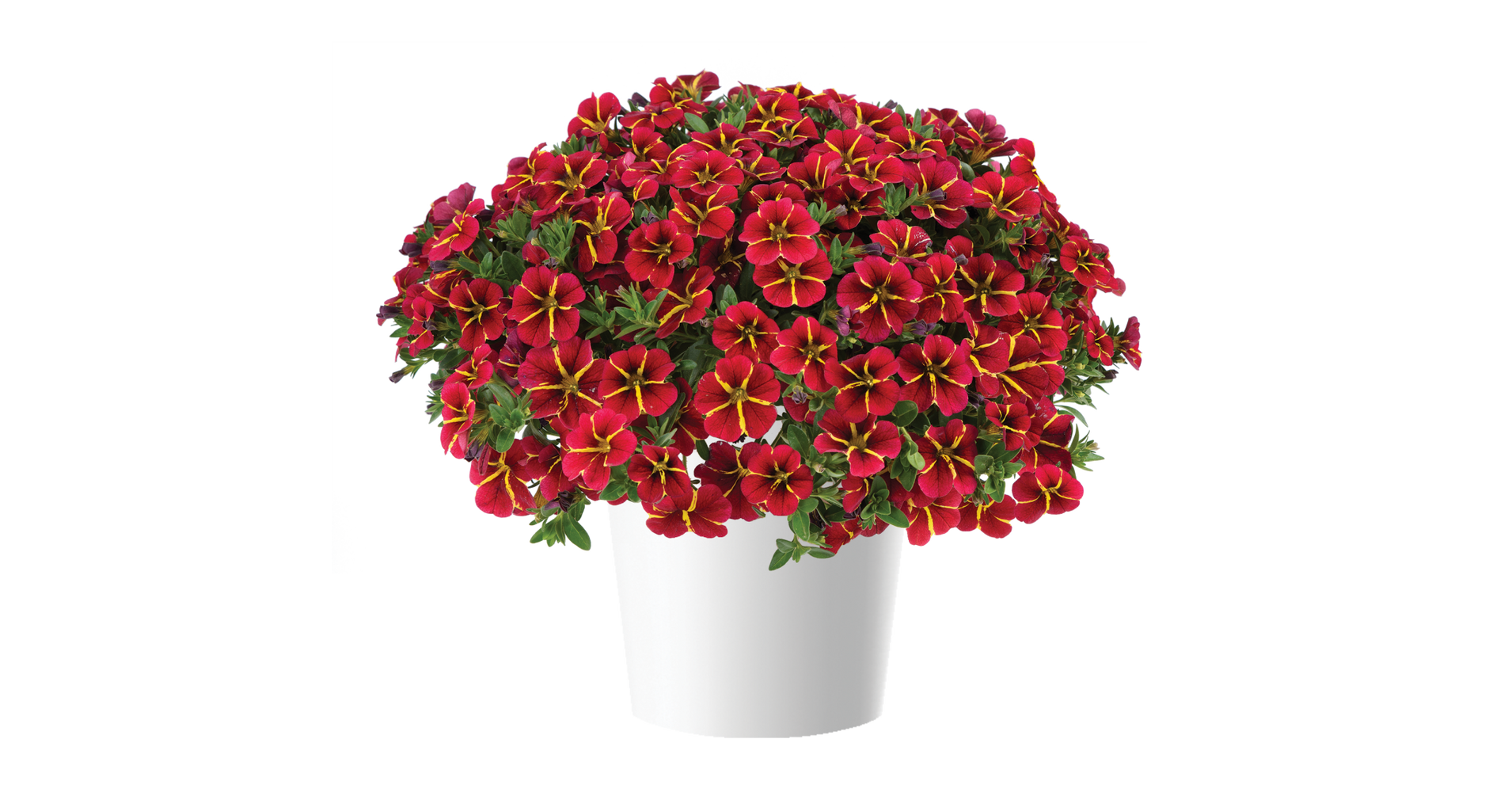 Calibrachoa Colibri Exotic Red Bling - Muskátli- és balkonnövények ...