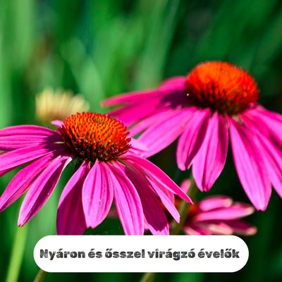 kategória kép