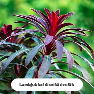 kategória kép