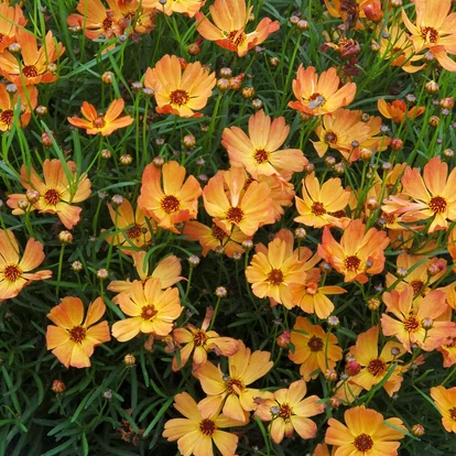 Coreopsis verticillata &#039;Mango Punch&#039; / Menyecskeszem