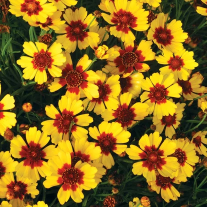 Coreopsis verticillata &#039;Pineapple Pie&#039; / Menyecskeszem