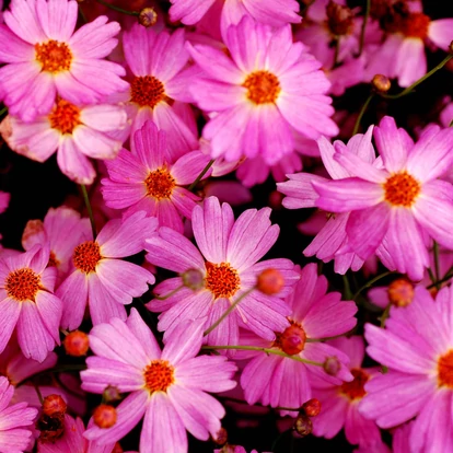 Coreopsis verticillata &#039;Pink Lady&#039; / Menyecskeszem