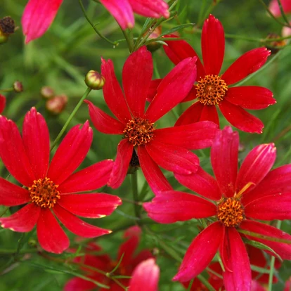 Coreopsis verticillata 'Sangria' / Menyecskeszem