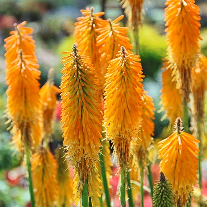 Kniphofia 'Mango Popsicle' / Fürtös fáklyaliliom