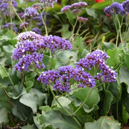 Limonium perezii &#039;Purple Parachute&#039; / Tengerparti sóvirág