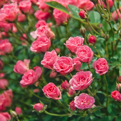 Rosa &#039;LillyRose Wonder&#039; / Törpe balkonrózsa