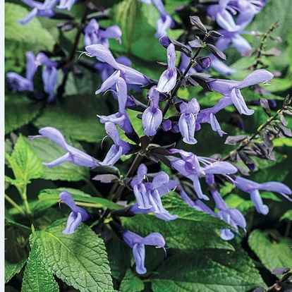Salvia hybrida Rockin 'Sky Blue' / Zsálya