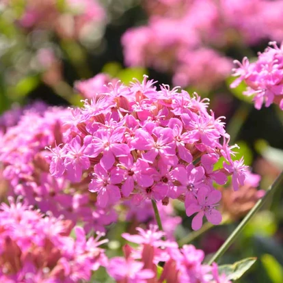 Silene hybrida &#039;Sparkling Rose&#039; / Habszegfű