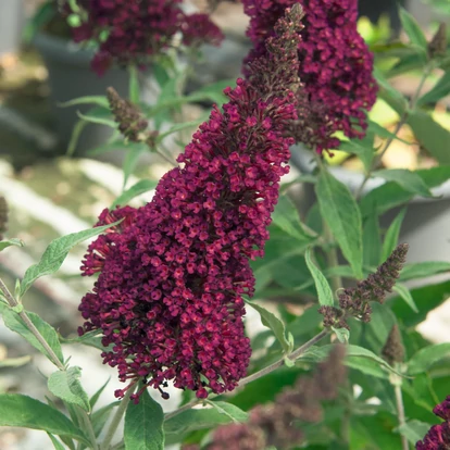 Buddleja BUZZ &#039;Wine&#039; / Nyári orgona
