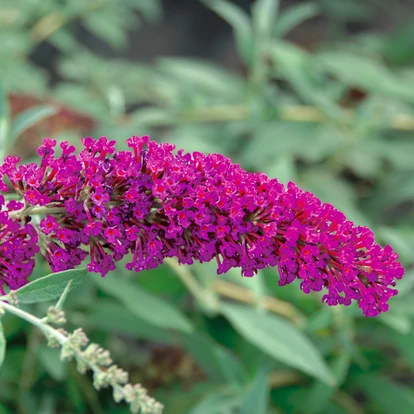 Buddleja BUZZ &#039;Velvet&#039; / Nyári orgona