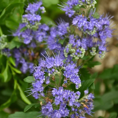 Caryopteris 'Blue Gem' / Kékszakáll