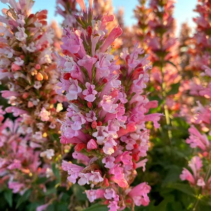 Agastache aurantiaca &#039;Pink Pearl&#039; / Izsópfű