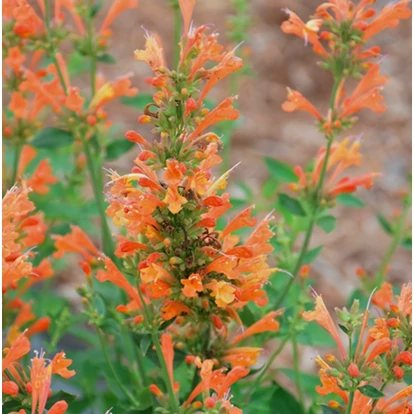 Agastache aurantiaca POQUITO &#039;Orange&#039; / Izsópfű