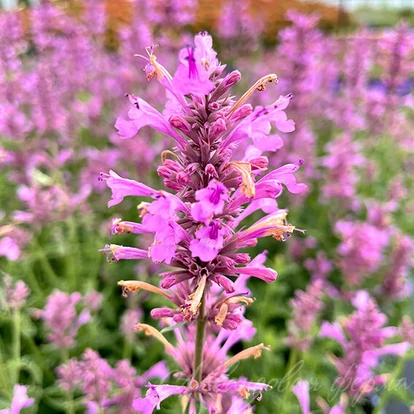 Agastache aurantiaca SUNNY SPARKS 'Pink Impr.' / Izsópfű