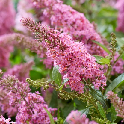 Buddleja davidii BUTTERFLY CANDY &#039;Little Pink&#039; / Törpe nyári orgona