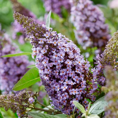 Buddleja davidii BUTTERFLY CANDY 'Little Lila' / Törpe nyári orgona