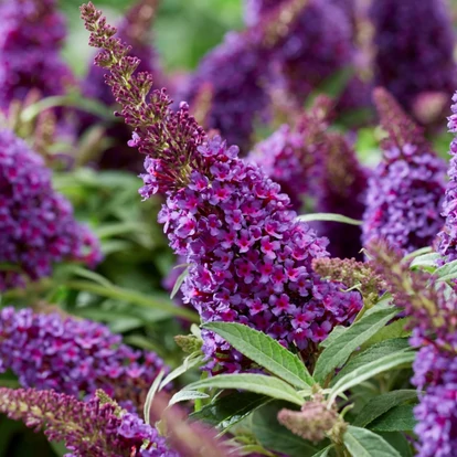 Buddleja davidii BUTTERFLY CANDY &#039;Little Purple&#039; / Törpe nyári orgona