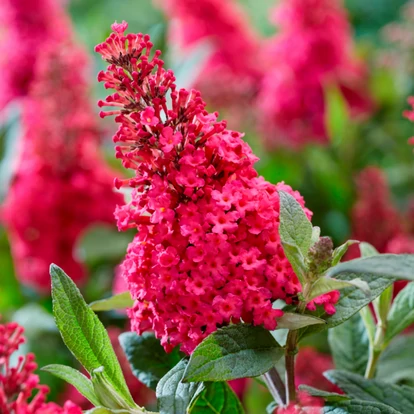 Buddleja davidii BUTTERFLY CANDY &#039;Little Ruby&#039; / Törpe nyári orgona