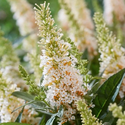 Buddleja davidii BUTTERFLY CANDY &#039;Little White&#039; / Törpe nyári orgona