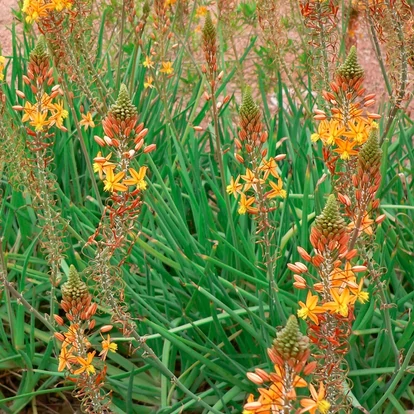 Bulbine frutescens / Kígyóvirág