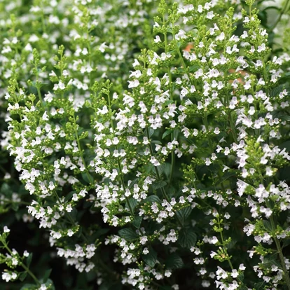 Calamintha nepeta &#039;Triumphator&#039; / Mirigyes pereszlény