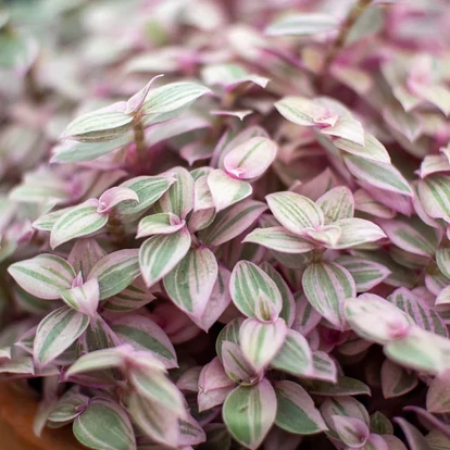 Callisia rosato &#039;Pink Lady&#039; / Törpepletyka