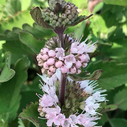 Caryopteris incana 'Pavilon White' / Kékszakáll