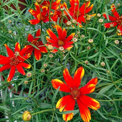 Coreopsis verticillata 'Ladybird' / Menyecskeszem