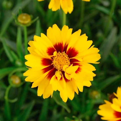 Coreopsis hybrida 'Solanna Sunset Bright' / Menyecskeszem