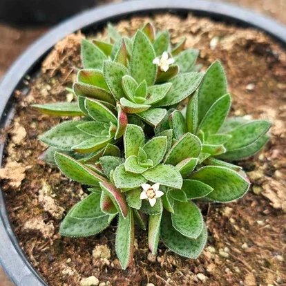 Crassula ovata STARLIGHTS &#039;Cream&#039; / Pozsgafa, majomfa