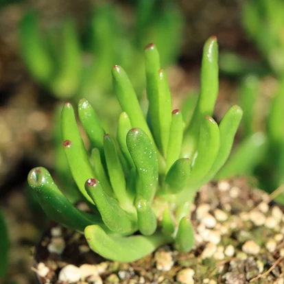 Crassula ovata &#039;Horn Tree&#039; / Pozsgafa, majomfa