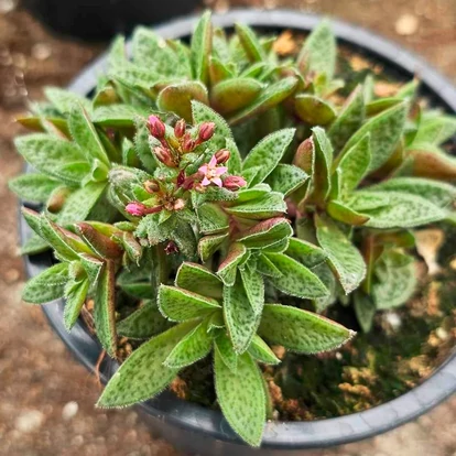 Crassula ovata STARLIGHTS &#039;Ruby&#039; / Pozsgafa, majomfa