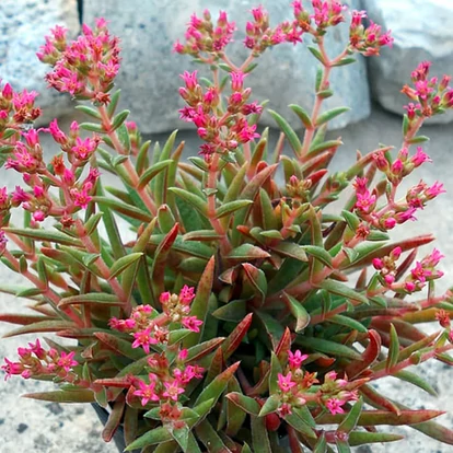 Crassula schmidtii / Pozsgafa, majomfa