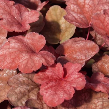 Heuchera 'Amber Lady' / Tűzeső