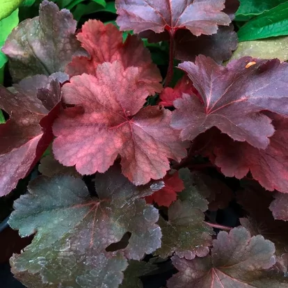 Heuchera &#039;Cherry Cola&#039; / Tűzeső