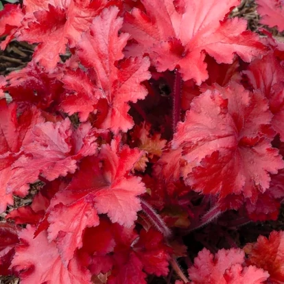 Heuchera 'Forever Red' / Tűzeső