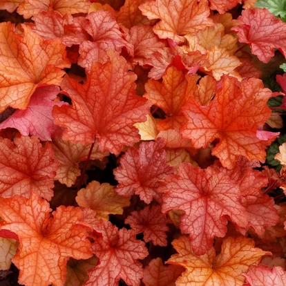 Heuchera 'Paprika' / Tűzeső