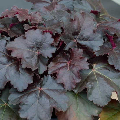 Heuchera &#039;Starry Night&#039; / Tűzeső