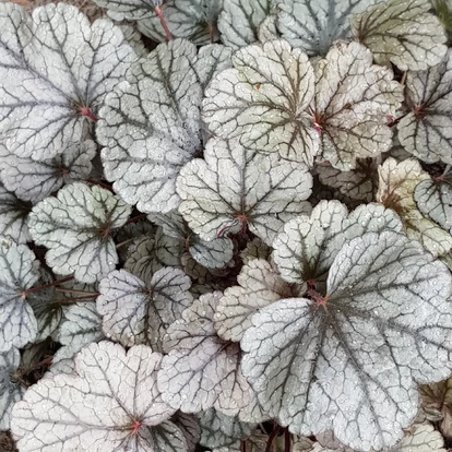 Heuchera 'Sugar Frosting' / Tűzeső