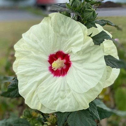 Hibiscus hibrid SUMMERIFIC &#039;French Vanilla&#039; / Mocsári hibiszkusz