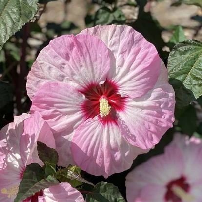 Hibiscus hibrid SUMMERIFIC &#039;Spinderella&#039; / Mocsári hibiszkusz