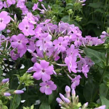 Phlox hybrida OPENING ACT 'Blush' / Bugás lángvirág