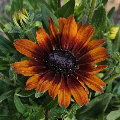 Rudbeckia x Echinacea &#039;Summerina Pumpernickel&#039; / Kúpvirág