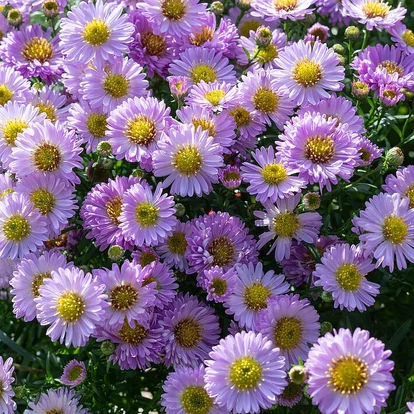 Aster dumosus 'Beryll' / Törpe őszirózsa